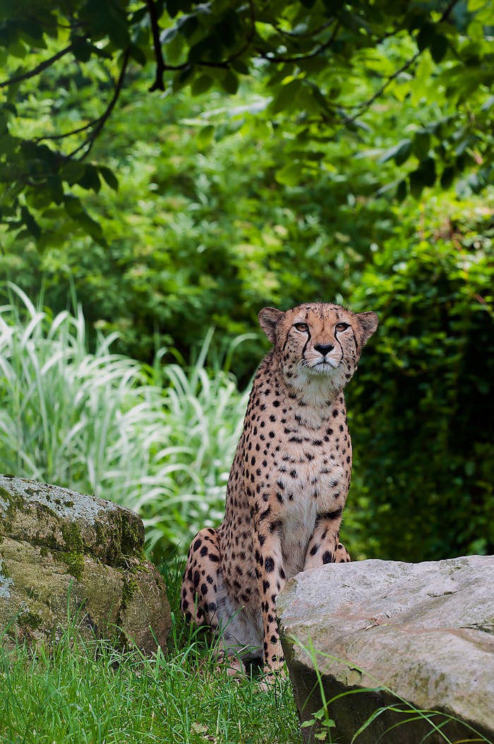 A majestic cheetah sits gracefully amidst lush greenery, showcasing its elegance in the wild.