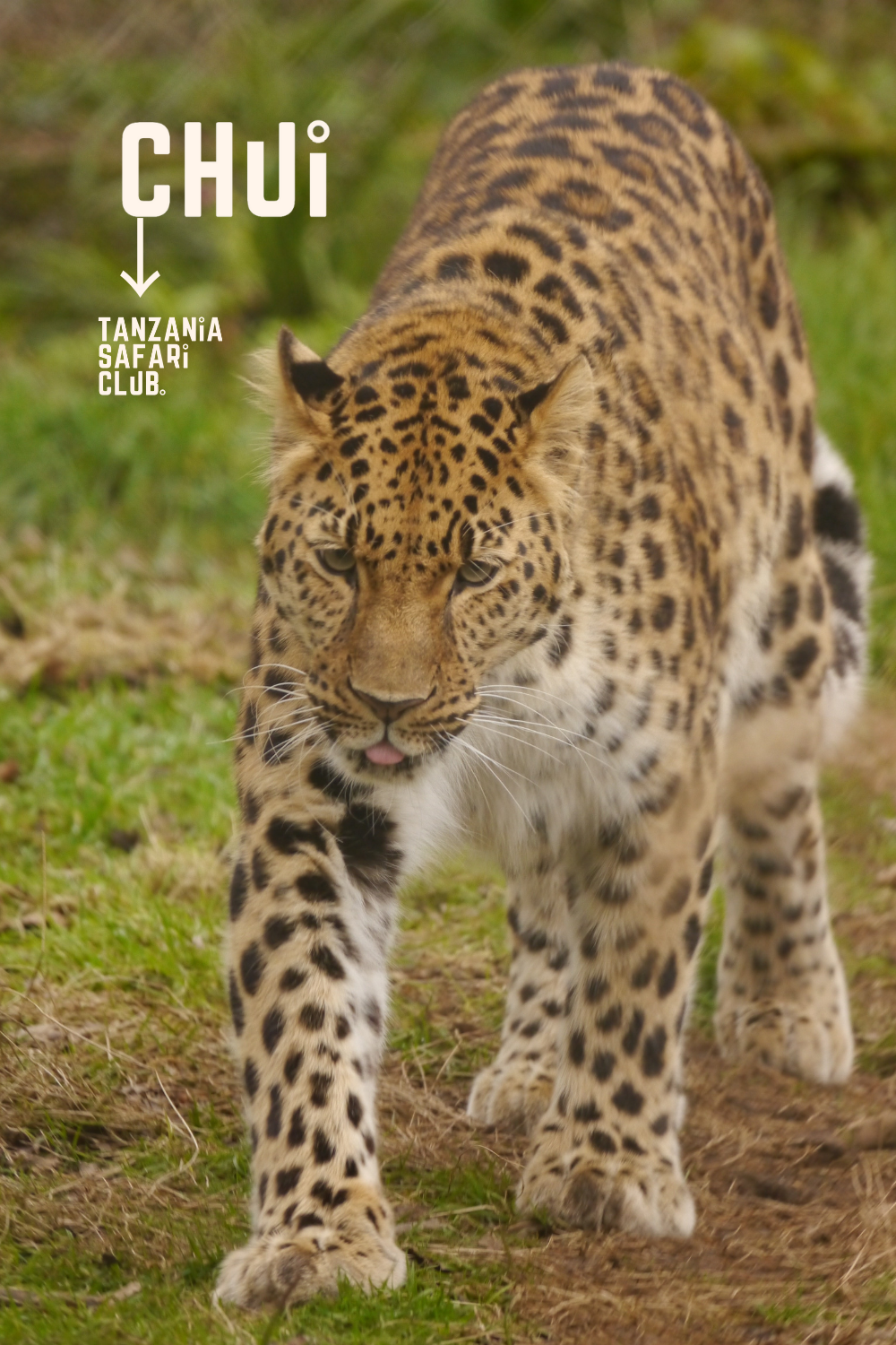 Chui - Leopard