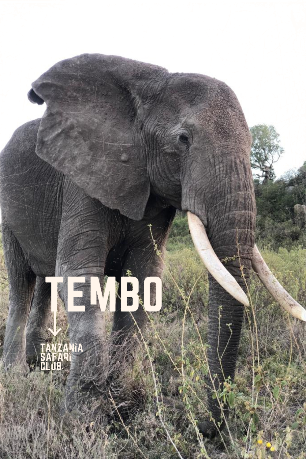 Tembo - Elephant