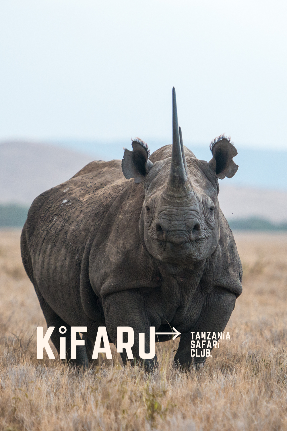 Kifaru - Rhino