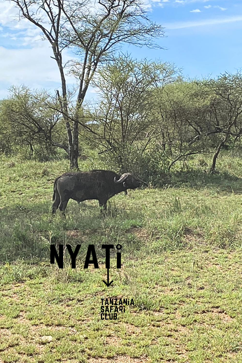 Nyati - buffalo