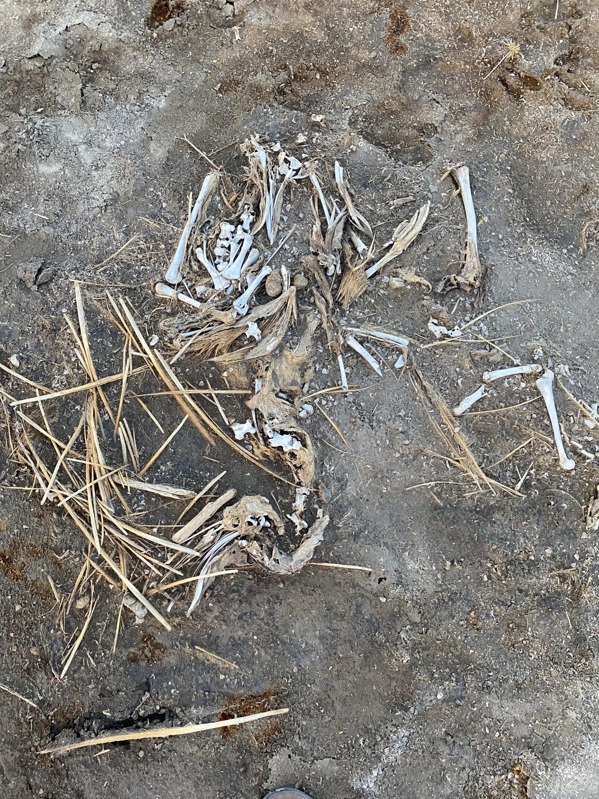 Lake Natron Animal remains