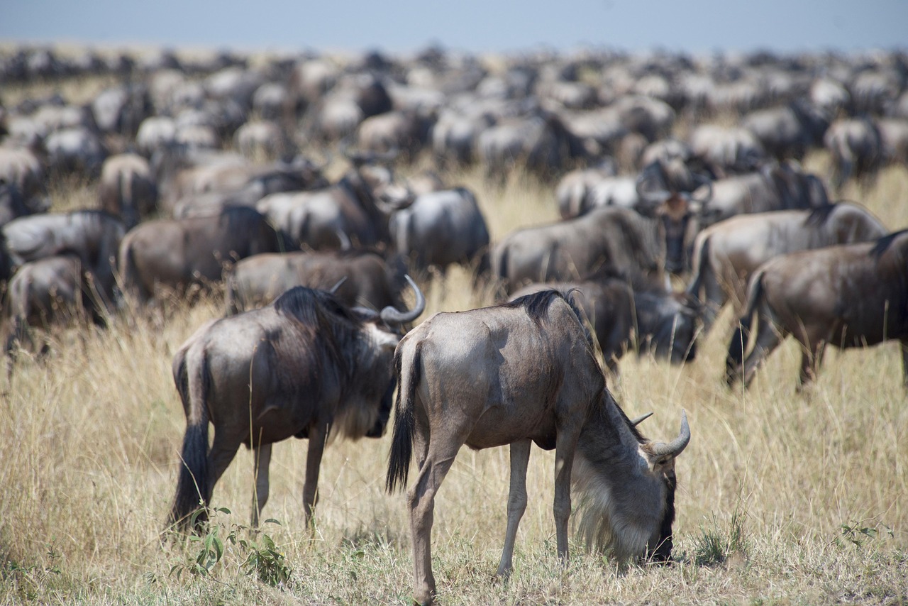 wildebeest, wildlife, migration, animals, nature, kenya, africa, safari, ungulate, antelope, gnu, savanna, grass, maasai mara, wildebeest, wildebeest, gnu, maasai mara, maasai mara, maasai mara, maasai mara, maasai mara