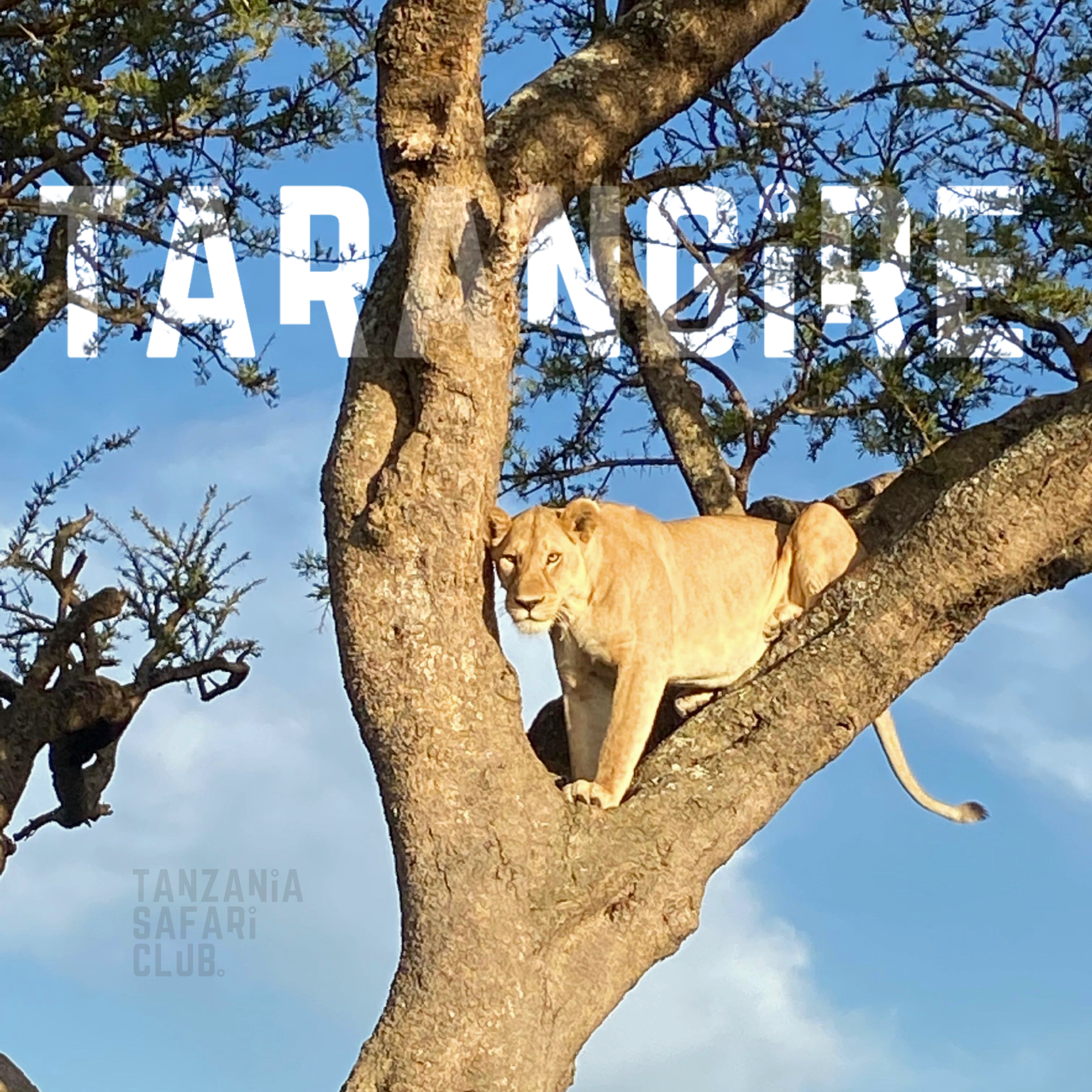 tarangire national park - lion in a tree